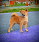 Shiba Inu tata