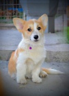 Welsh Corgi Pembroke  Krsn tata