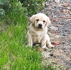 Nabdka tat labradorskho retrievera