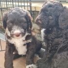 portugalskho vodnho psa k adopci