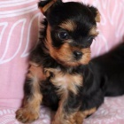 ttka toy mini jorkrskho terira.