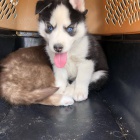 tata sibiskho huskyho