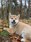 Krsn tata Shiba Inu!!