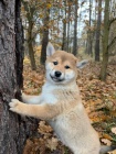 Krsn tata Shiba Inu!!