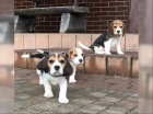 Bgl/t beagle