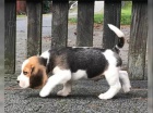 Bgl/t beagle