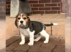 Bgl/t beagle