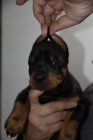 DOBERMAN tata na prodej