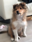 tata sheltie k adopci