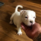 tata argentinskho doga