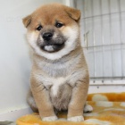 tata shiba inu