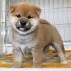 tata shiba inu