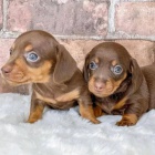 trpasli tata jezevka hladkosrstho