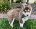 istokrevn tata sibiskho huskyho