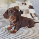 trpasli tata jezevka hladkosrstho