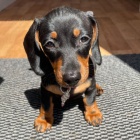 trpasli tata jezevka hladkosrstho