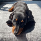 trpasli tata jezevka hladkosrstho