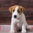 jack russell terira.