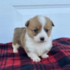 tata Welsh Corgi Pembroke