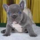 francouzsk�ho buldo�ka.