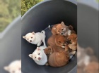 Zdrav� a hrav� �t��ata Shiba Inu.