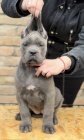 Cane Corso �t��ata