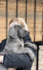 Cane Corso �t��ata
