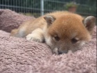 Shiba inu �t���tka