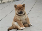 �t��ata Shiba Inu hledaj� nov� domovy