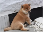 �t��ata Shiba Inu hledaj� nov� domovy