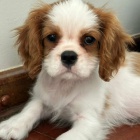 Kaval�r King Charles �pan�l