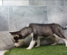 Sibi�sk� husky �t��ata na prodej~