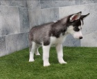 Sibi�sk� husky �t��ata na prodej~