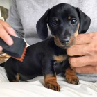 Jezev��k hladkosrst� trpasli��