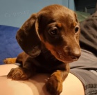 Jezev��k hladkosrst� trpasli��