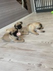 Mopsl�k, Pug
