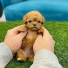 �T��ATA PUDL� TOY