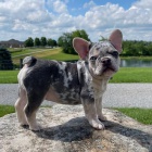 francouzsk�ho buldo�ka.