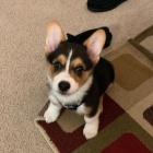 Corgi/Corgi/Corgi
