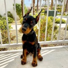 Dobrman �t���tka