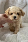 MINI Maltipoo