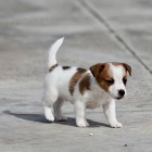 �t��ata jack russell teri�ra.