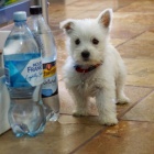 West Highland White Terriers