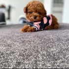 �t��ata pudla k dispozici