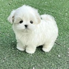 �t��ata malt�zsk�ho ov��ka k dispozici