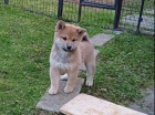 Shiba Inu �erven� sezam �t��ata s PP