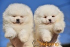 Pomeranian BOO �medv�dci�, �t��ata pomeransk�ho �pice