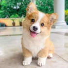 �t��ata vel�sk�ho corgi pembroke