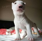 �t��ata mini anglick�ho bulteri�ra