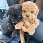 �T��ATA PUDL� TOY